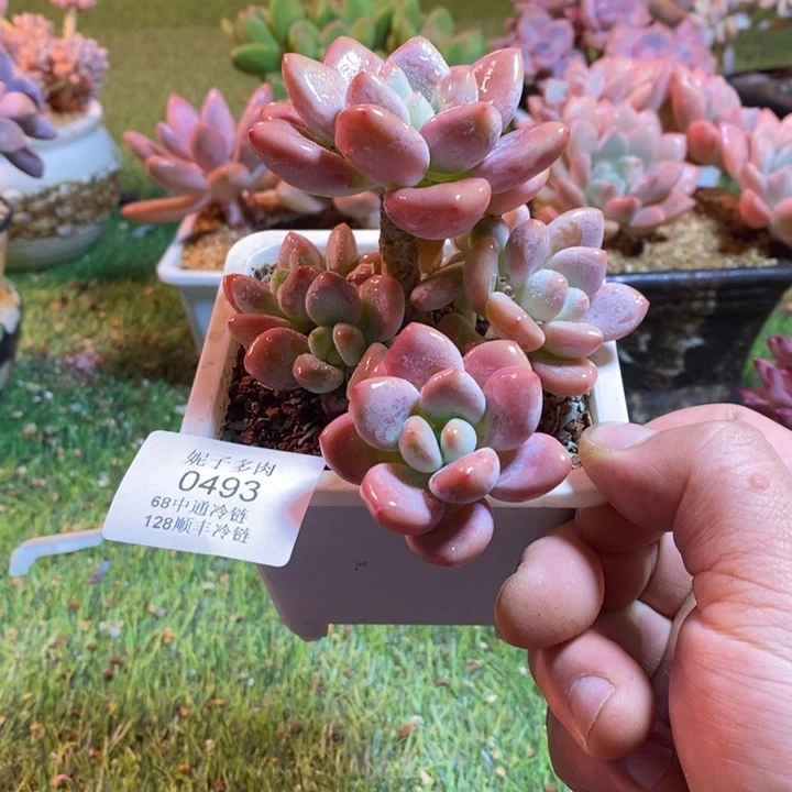 0493啊啊啊啊啊啊啊啊啊啊