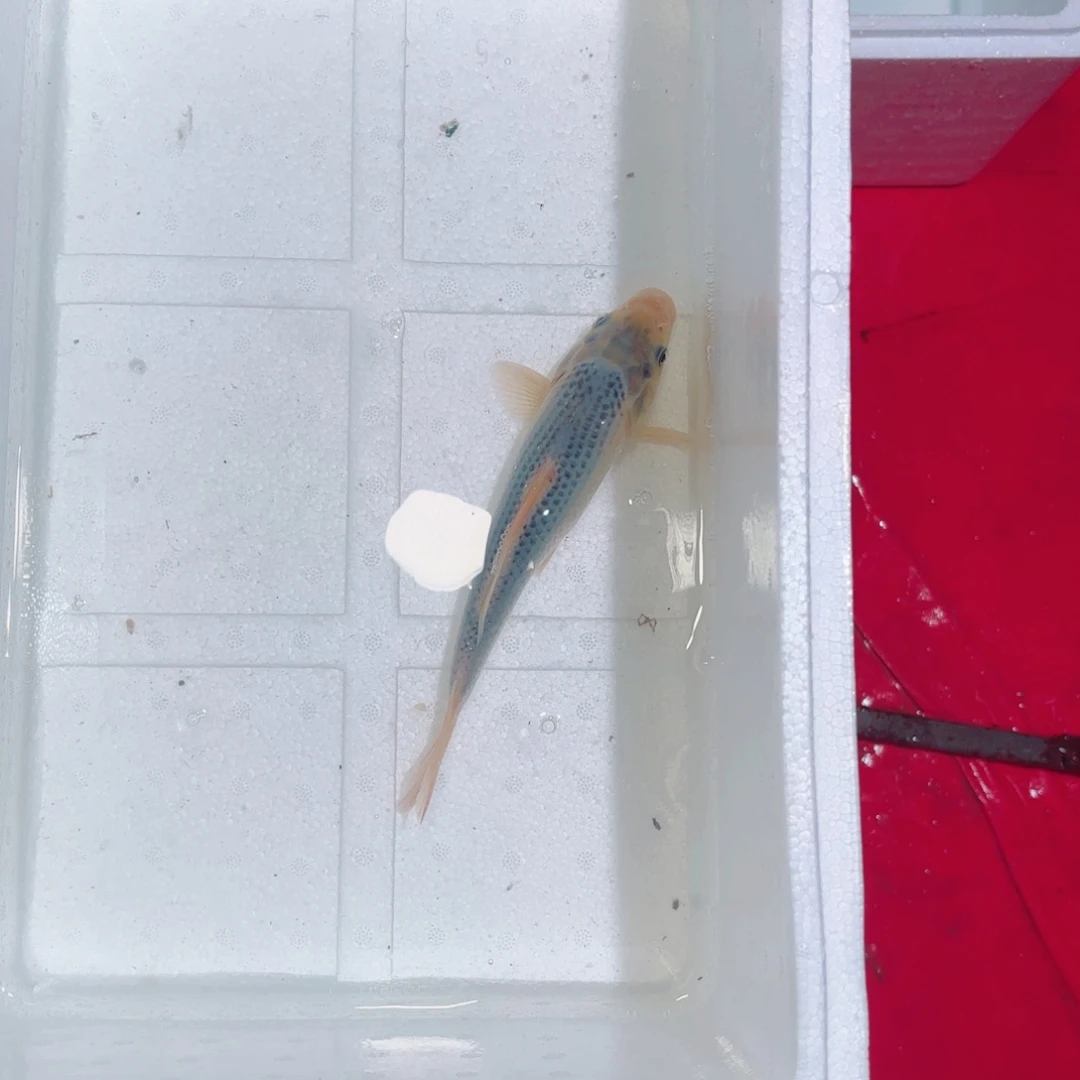 锦鲤锦鲤观赏鱼养殖基地