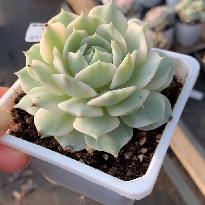 无花朵露娜莲多肉