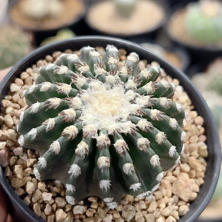 奇特球实生仙人球