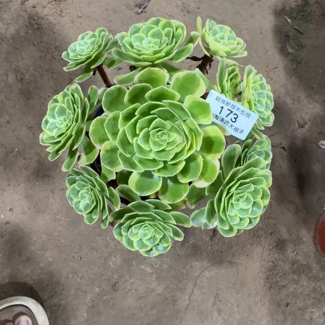 173万圣节奶白多肉 植物