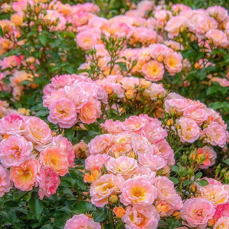 鼹鼠的花园欧洲月季单盆包邮单瓣地被花园小众系列V9盆栽苗