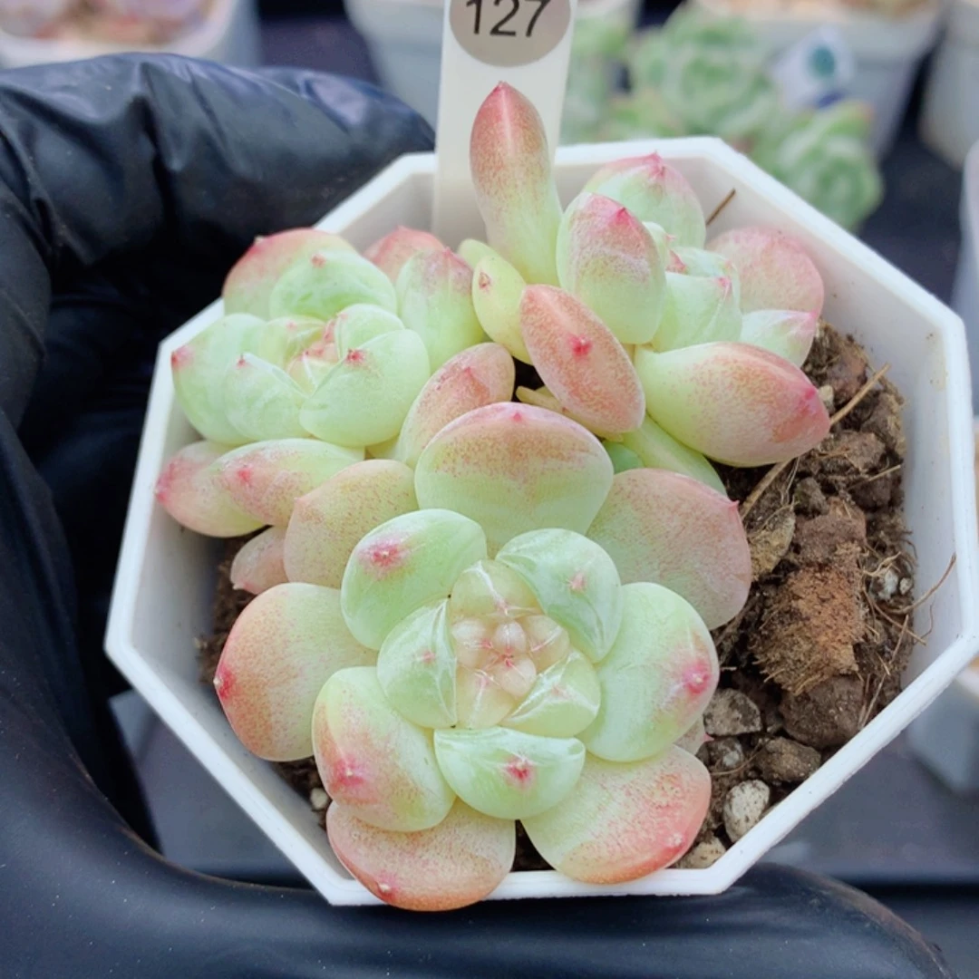 糖心58包邮  群生不包整127