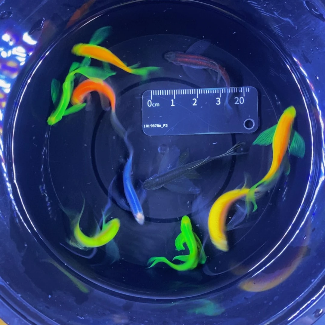 斑马鱼蝶翼斑马混色