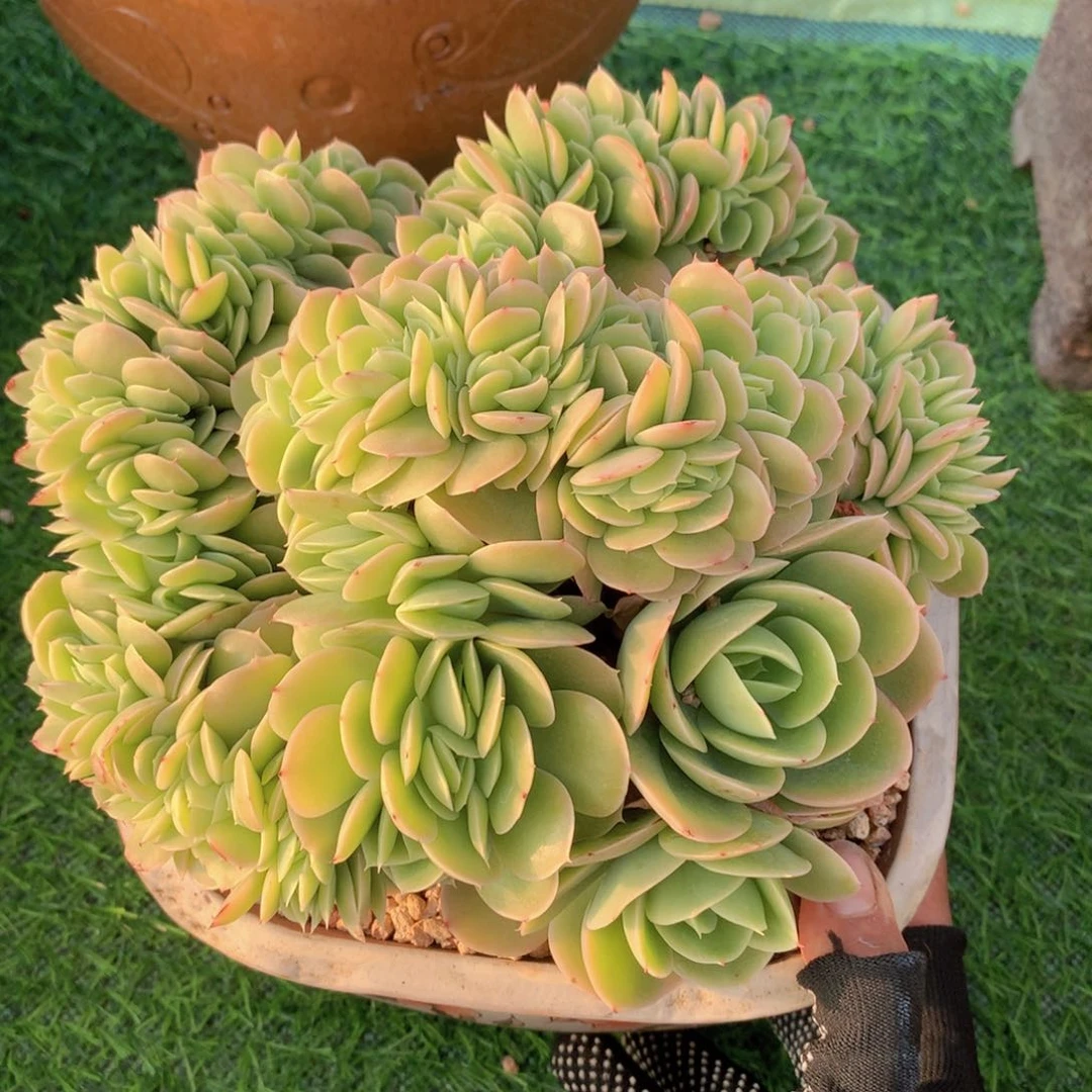 星纳塔20 公分一物一拍