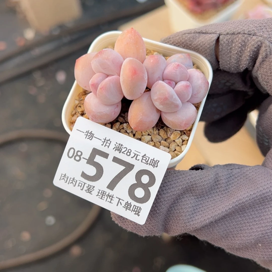 香水奶多肉多肉多肉多肉