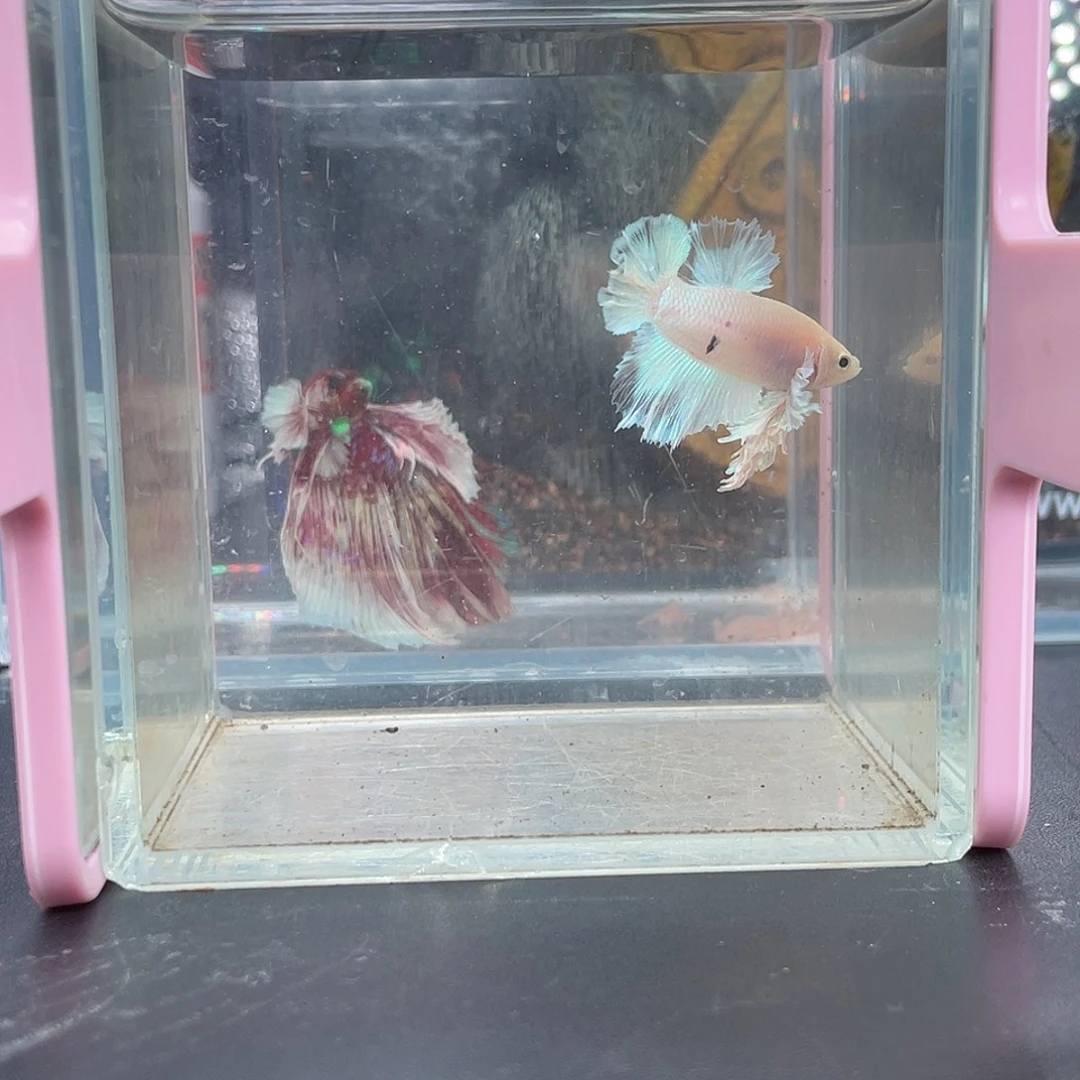 斗鱼15号14早绣球