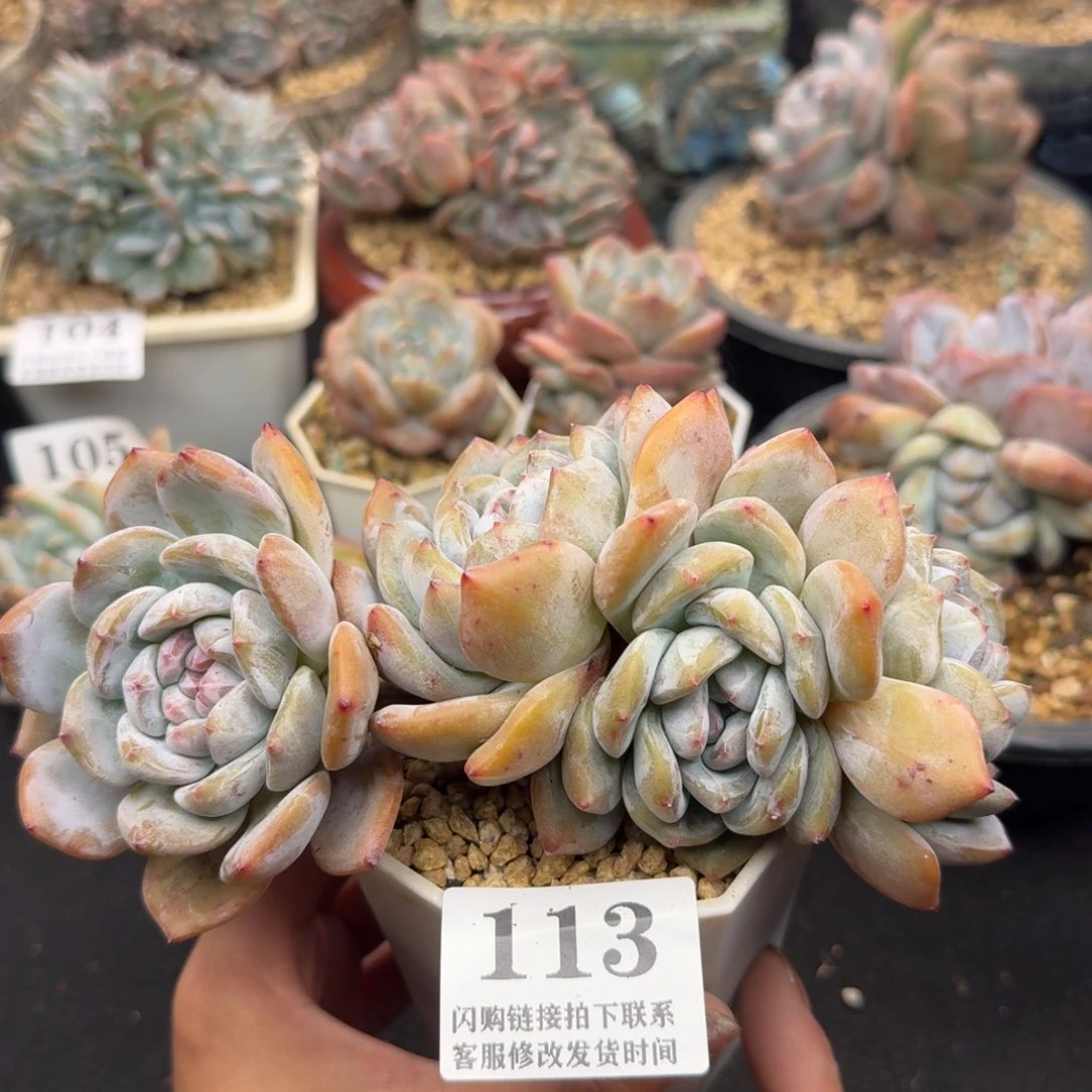 113石榴籽无砍（满58包邮冷链）