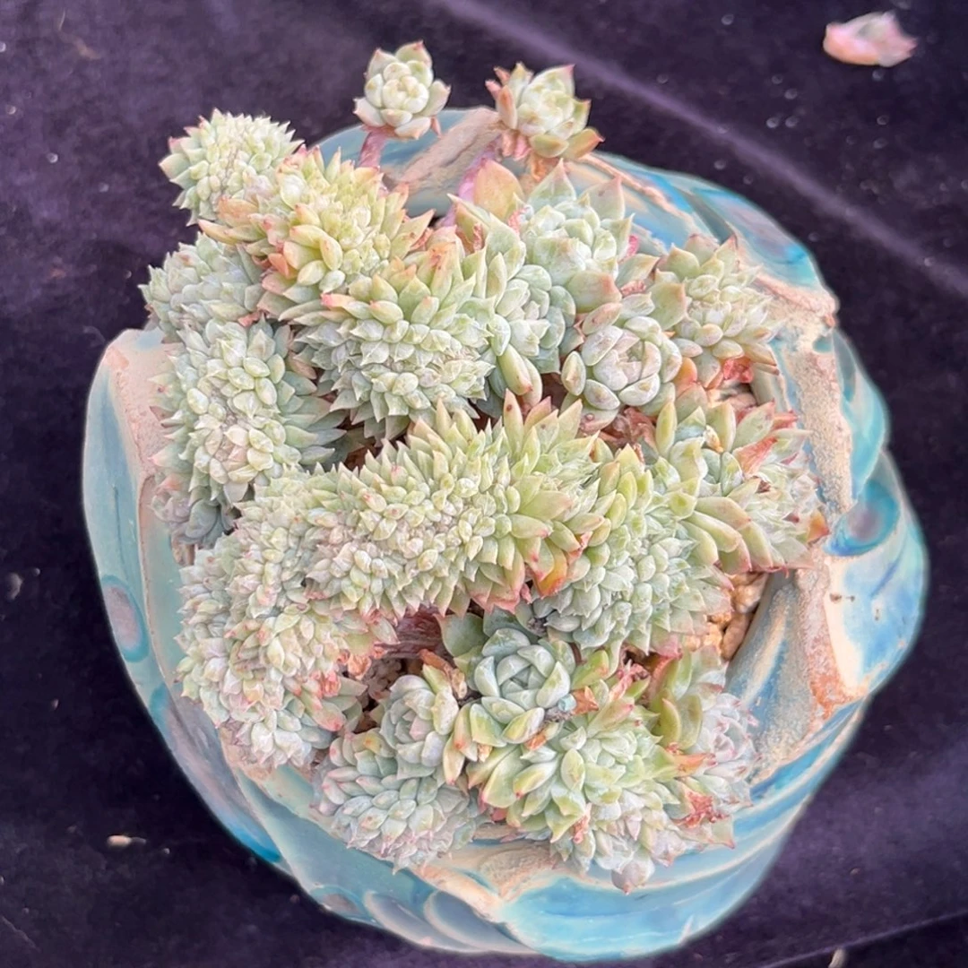 新年快乐新年快乐