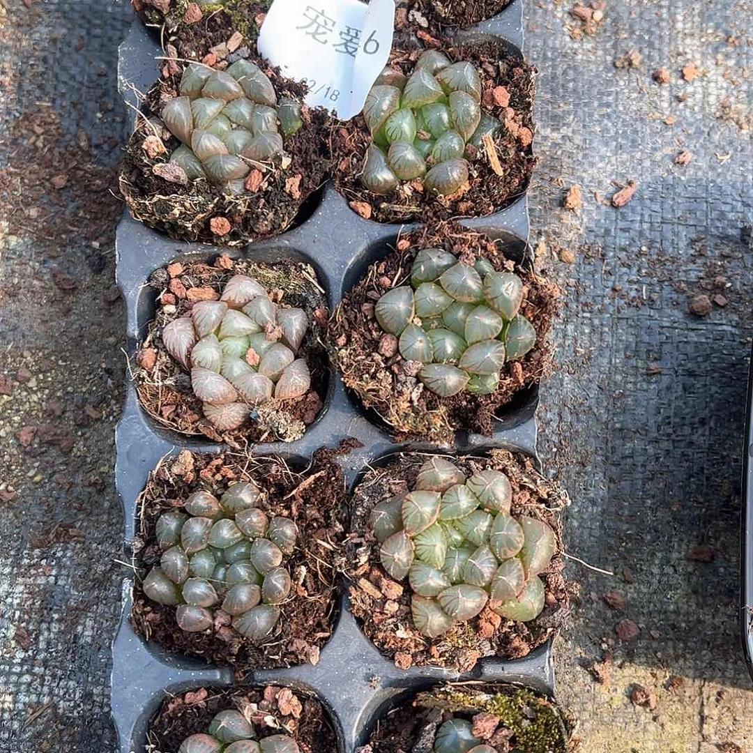 直播福利一物一拍46