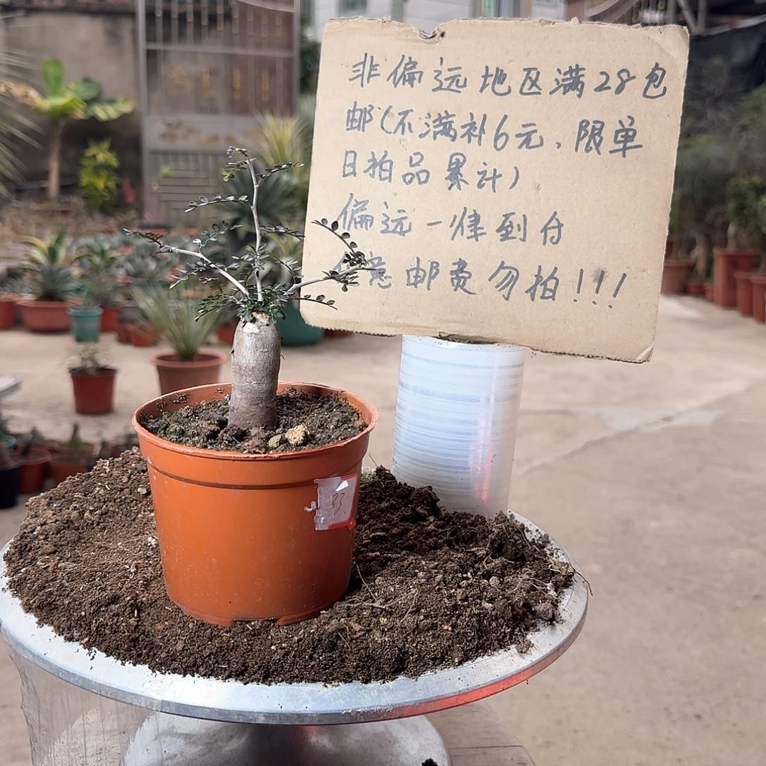 根插象足漆树一一