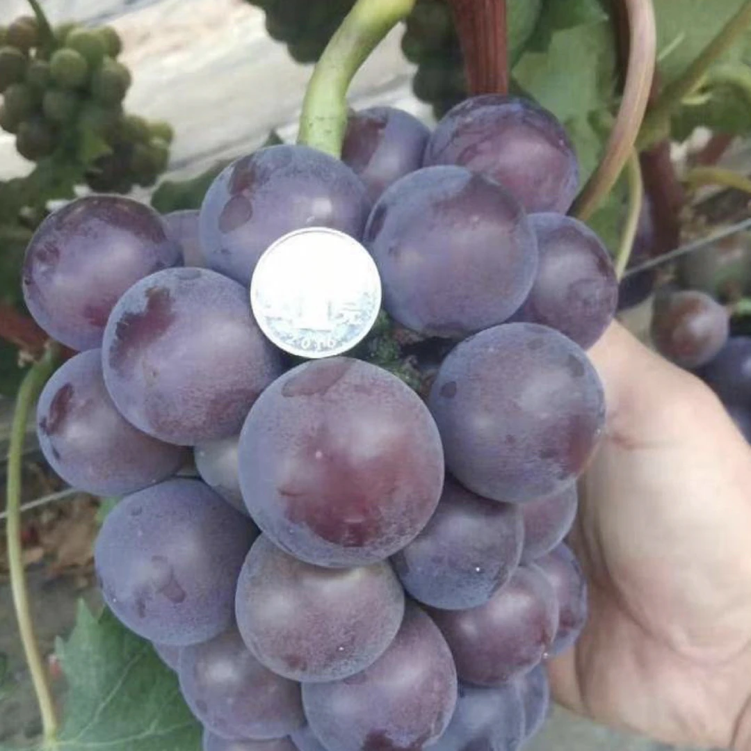 藤稔贝达粘木葡萄苗【嫁接苗】