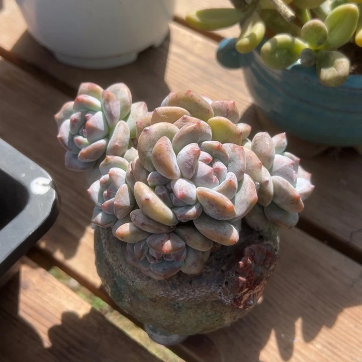 石榴子星影一物一拍