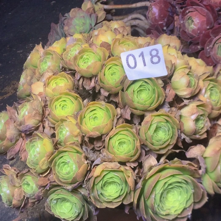 018万圣夜多肉植物