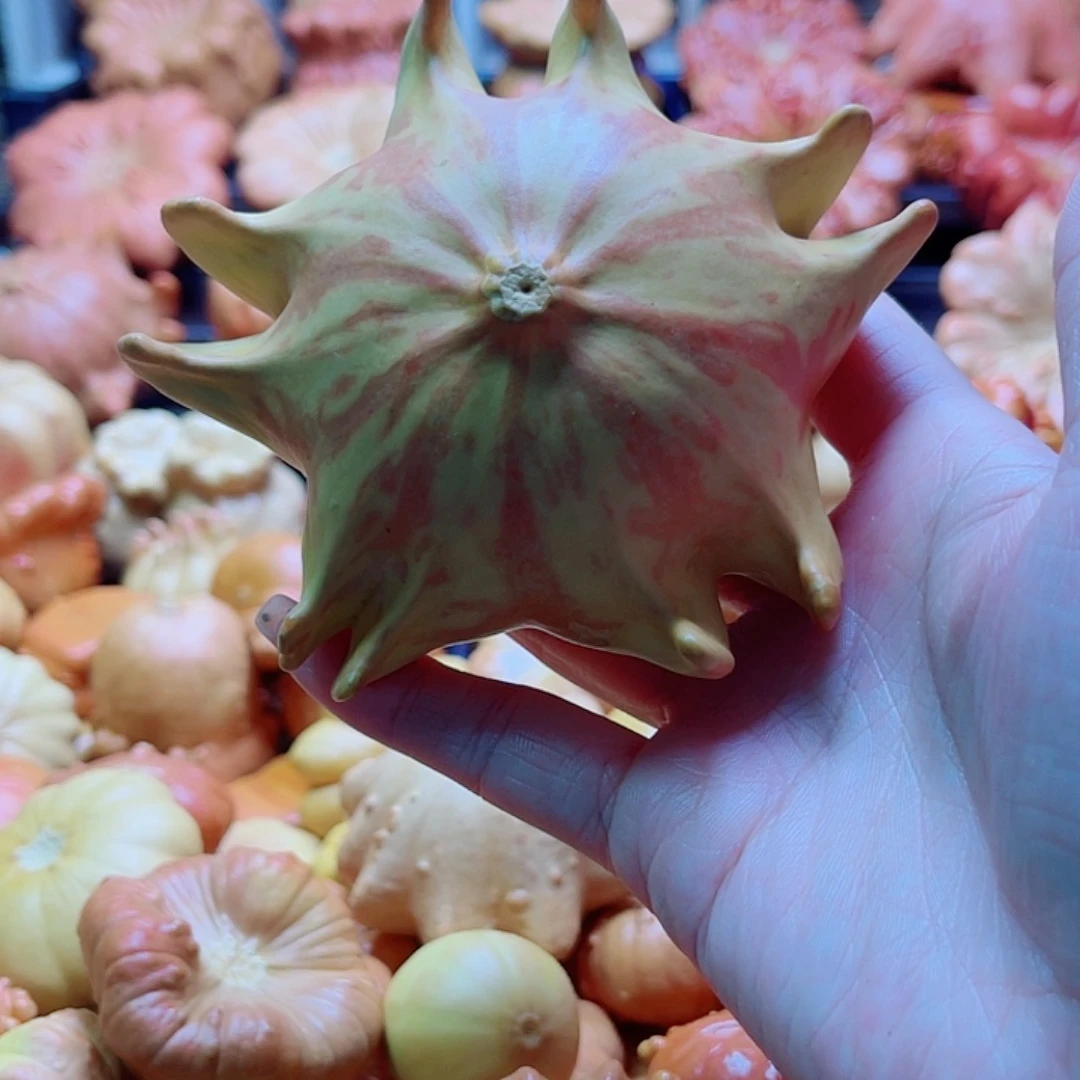 陆***杨陶瓷墨西哥葫芦可盘可摆微瑕