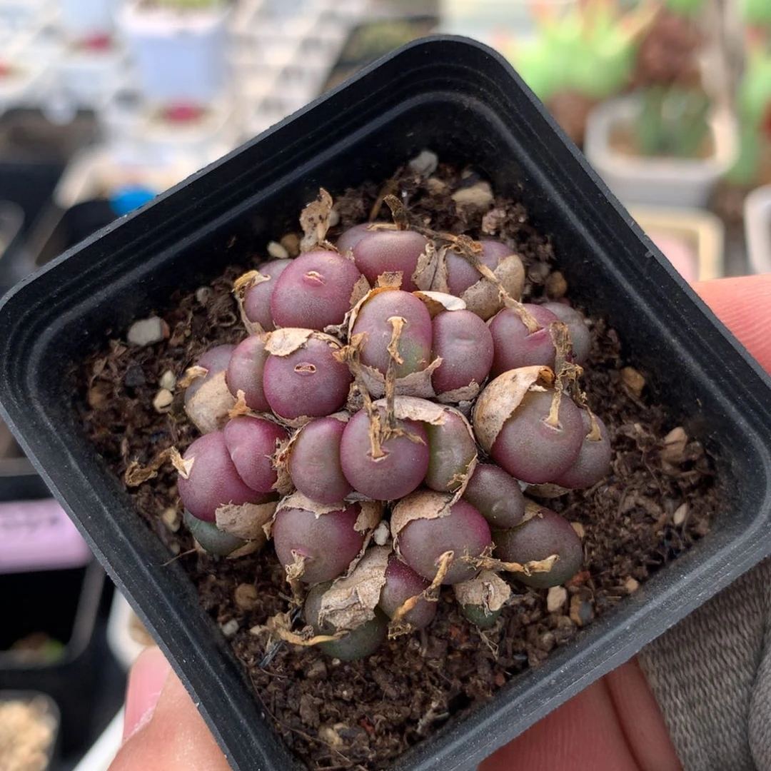 a732皮姆母本一颗