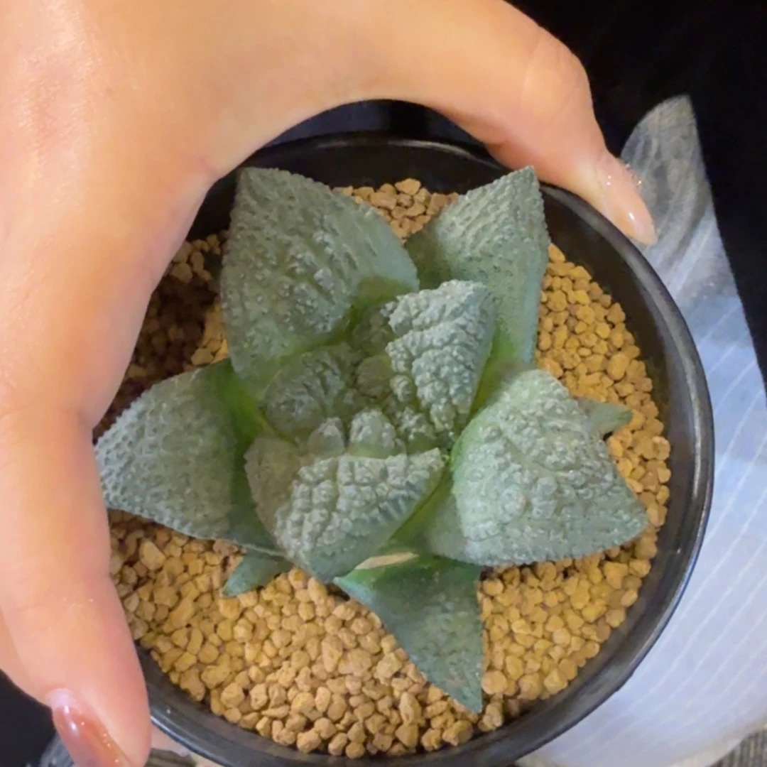 用***5无花朵哥斯拉福利福利福利