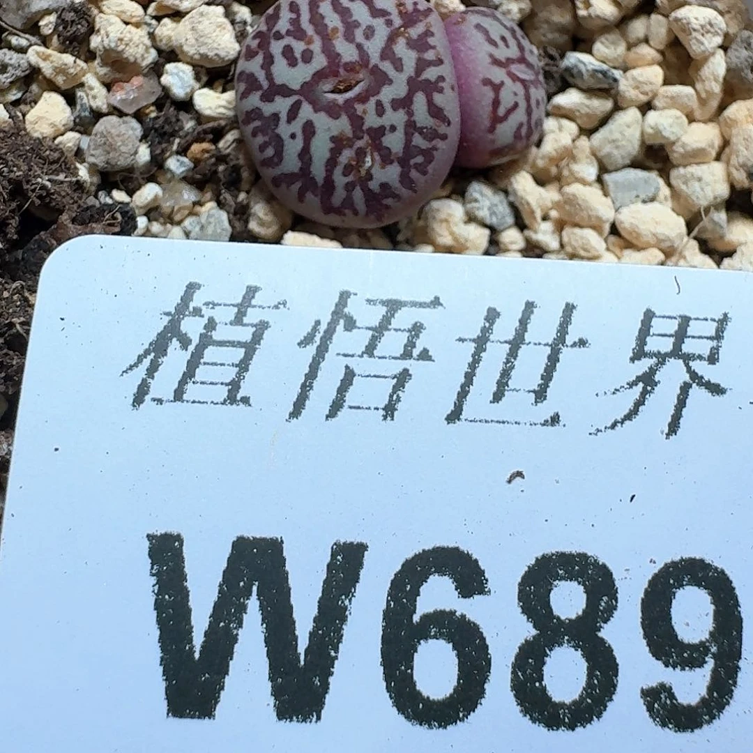 689h多肉植物哇f vv h