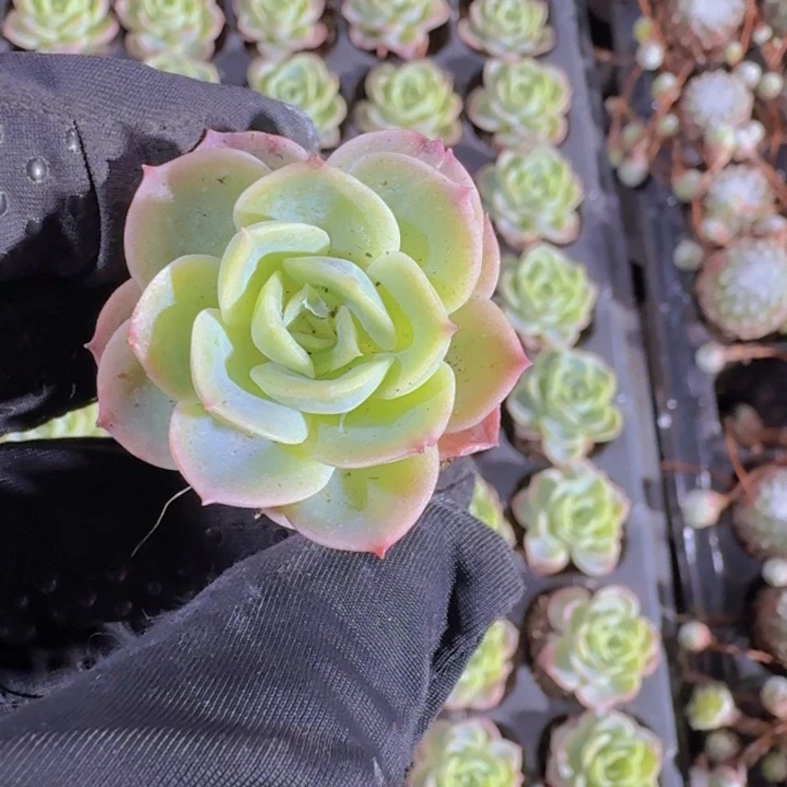 精品橙黄两颗一组