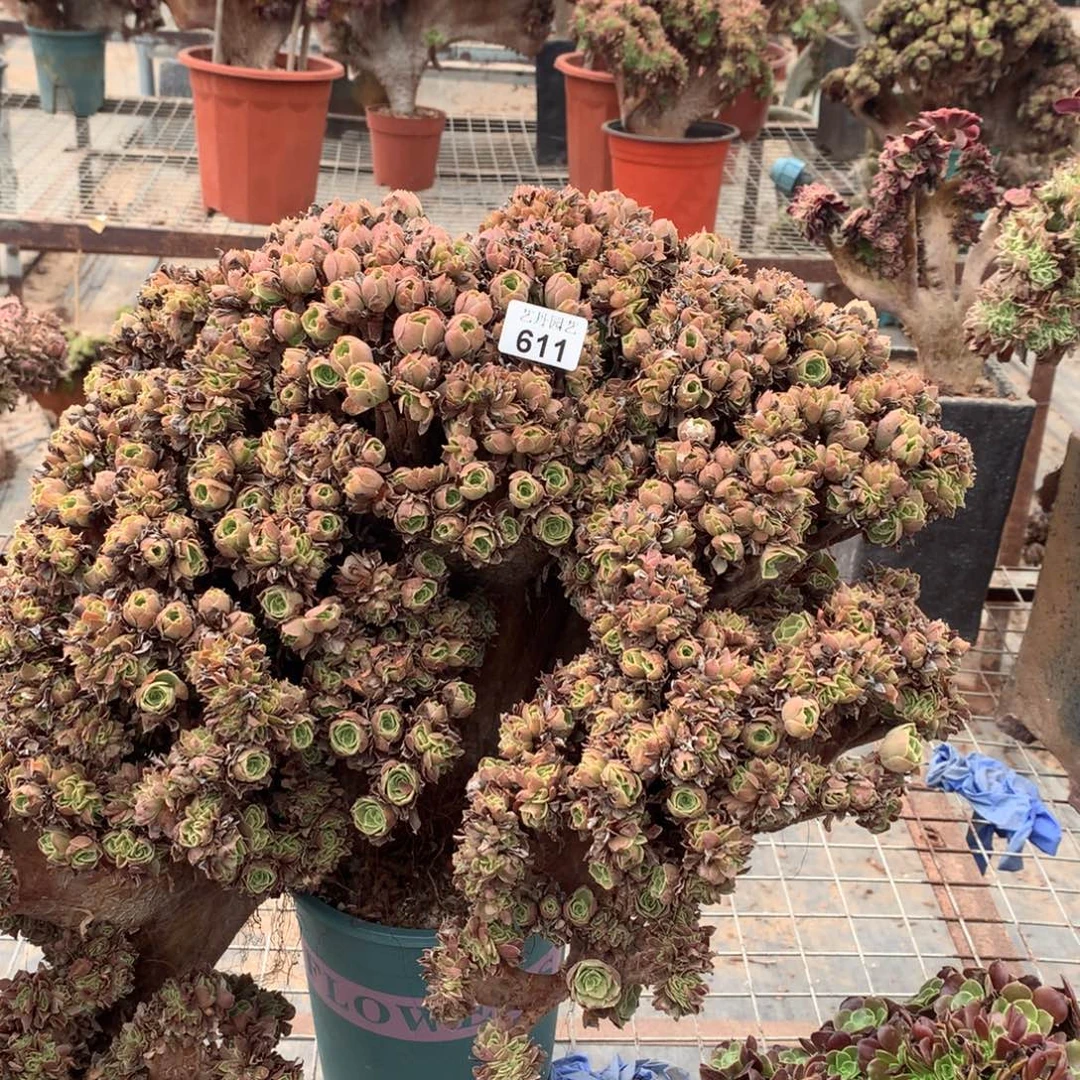 611玫瑰朵朵一颗缀化