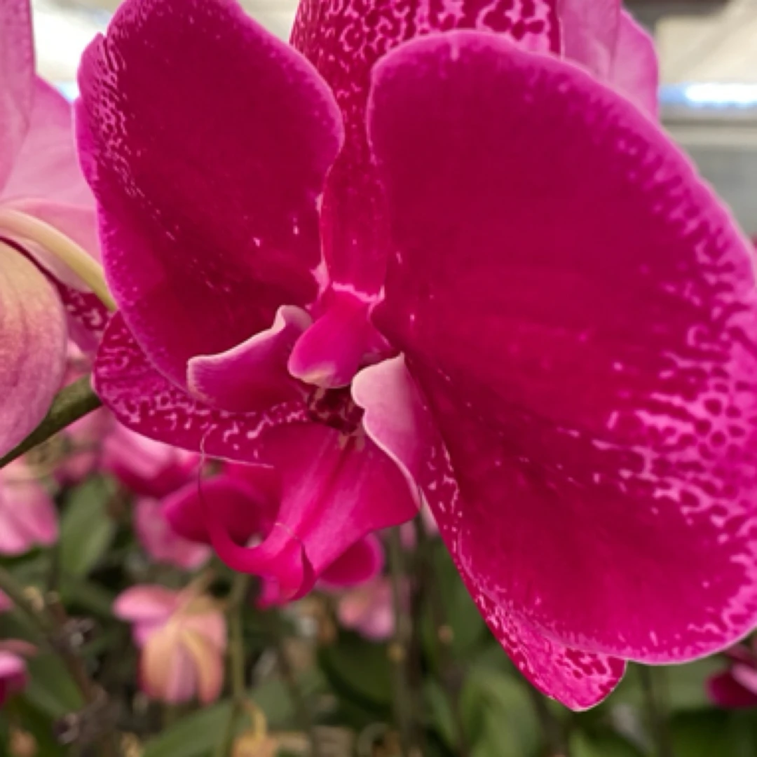 【科隆大黑】3.0精品蝴蝶兰基地直发