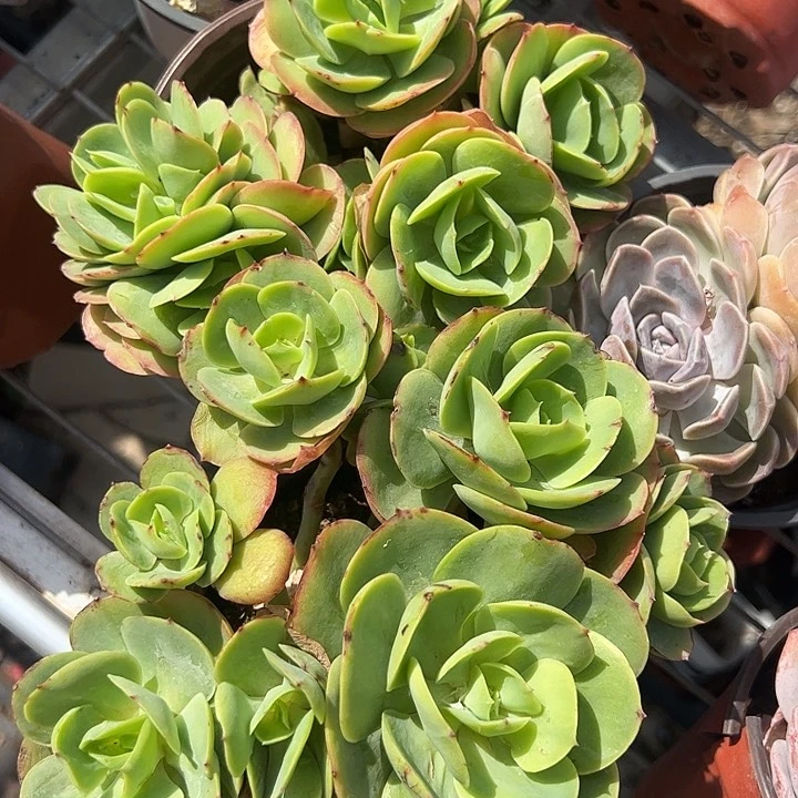 碧桃群生多肉植物精品