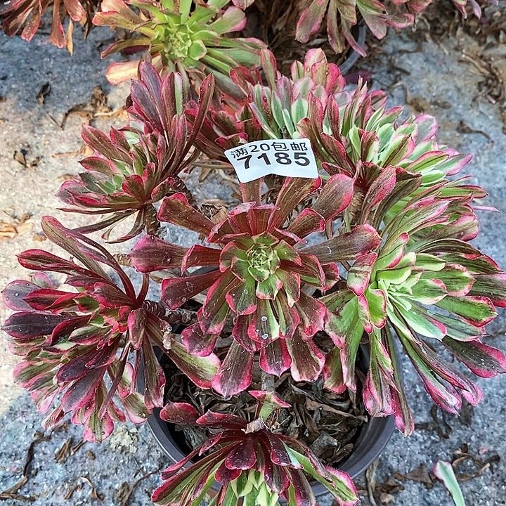 7185 一颗同花顺