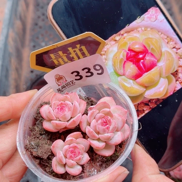 多肉植物多肉植物