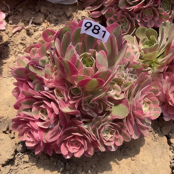 多肉植物法师981香妃