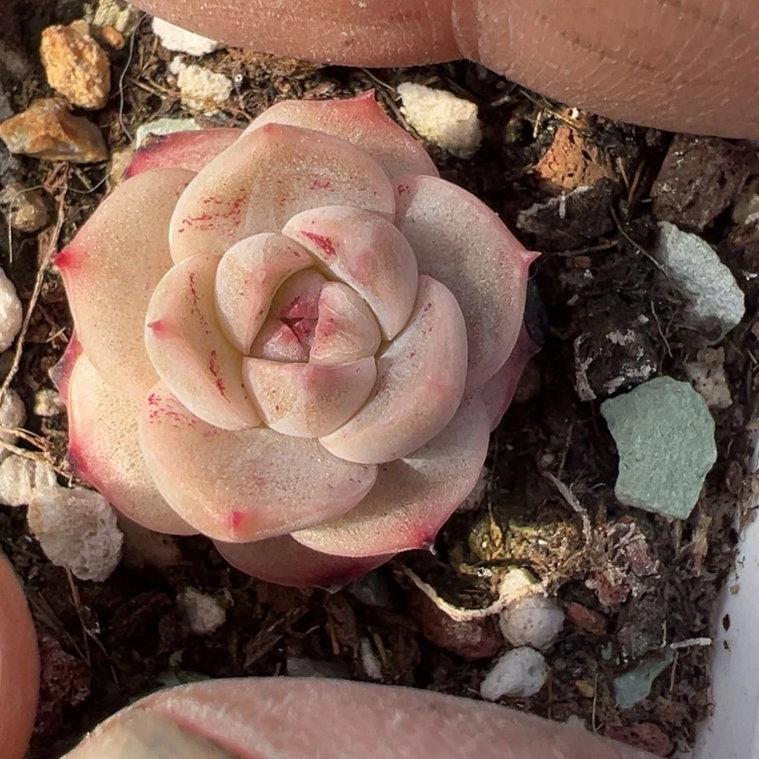 小卡拉米糖心一物一拍4-145