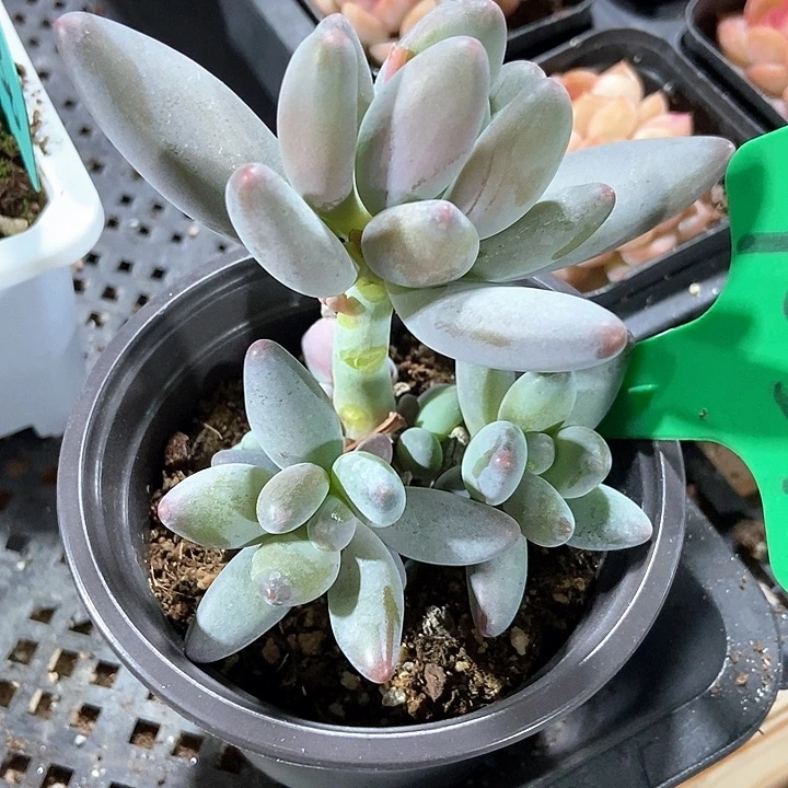 多肉植物白兰地1039