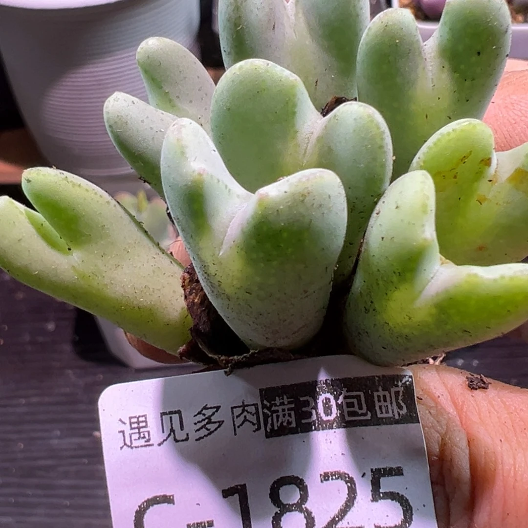 多肉植物111111111111