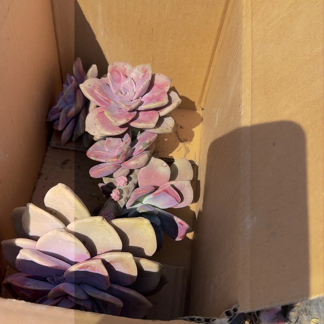 紫乐断枝箱装 不包损10.8