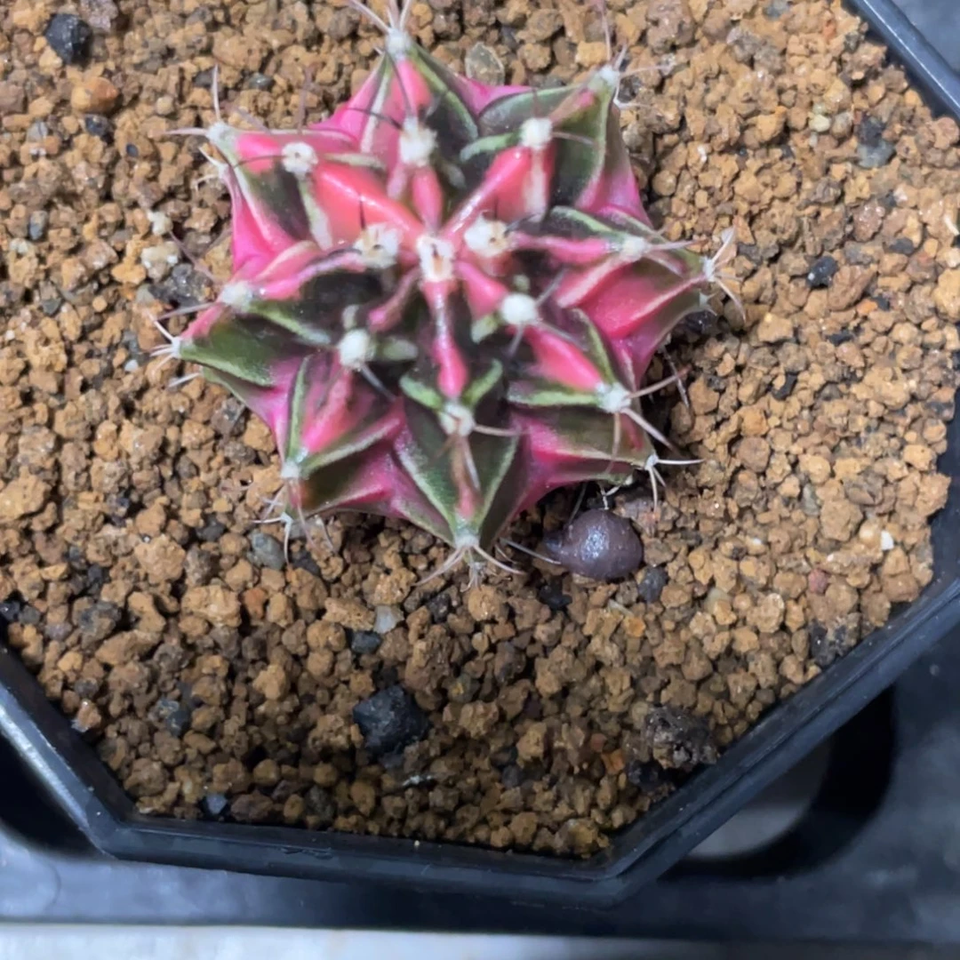 当前无花朵，栽培后可花朵粉臀虎斑