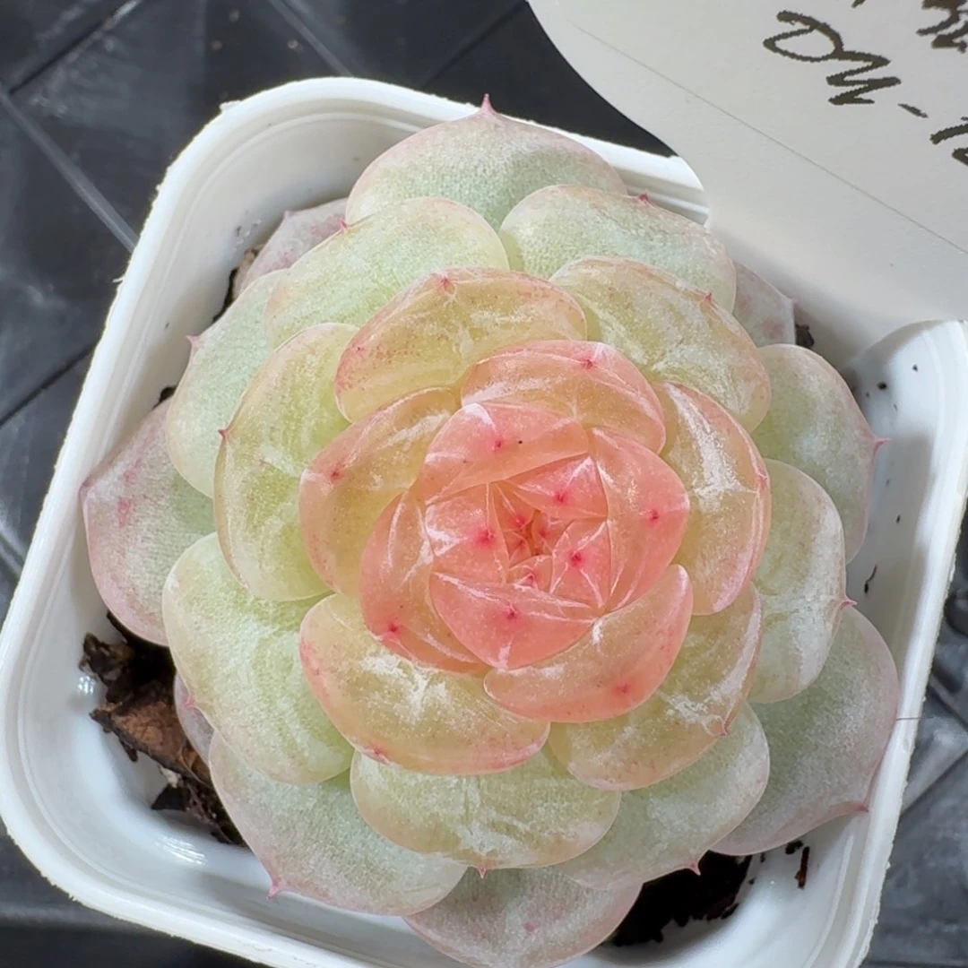 1111-128-芳草一单头