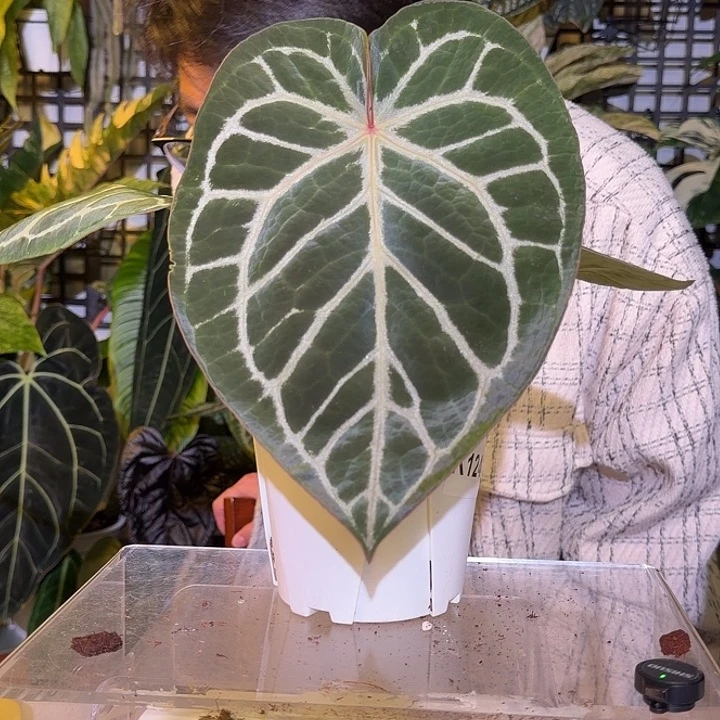 完全开放L122  SKG杂红铜