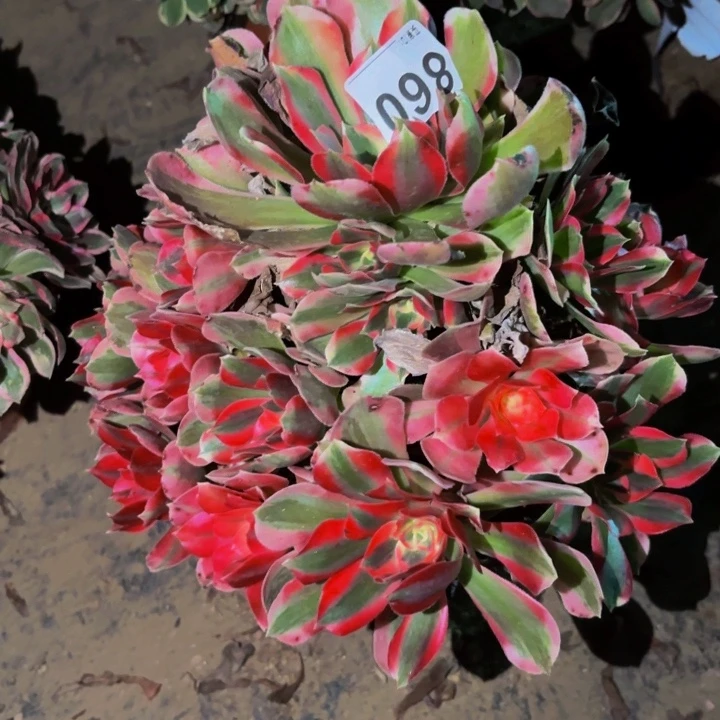 860男神多肉植物不售后