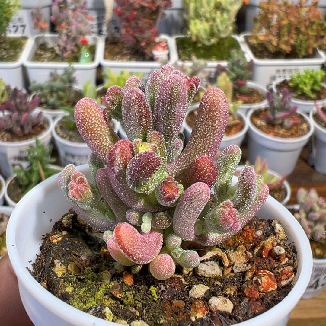 4-891超紫多拉丝锦五圆盆一物一拍枝干番杏