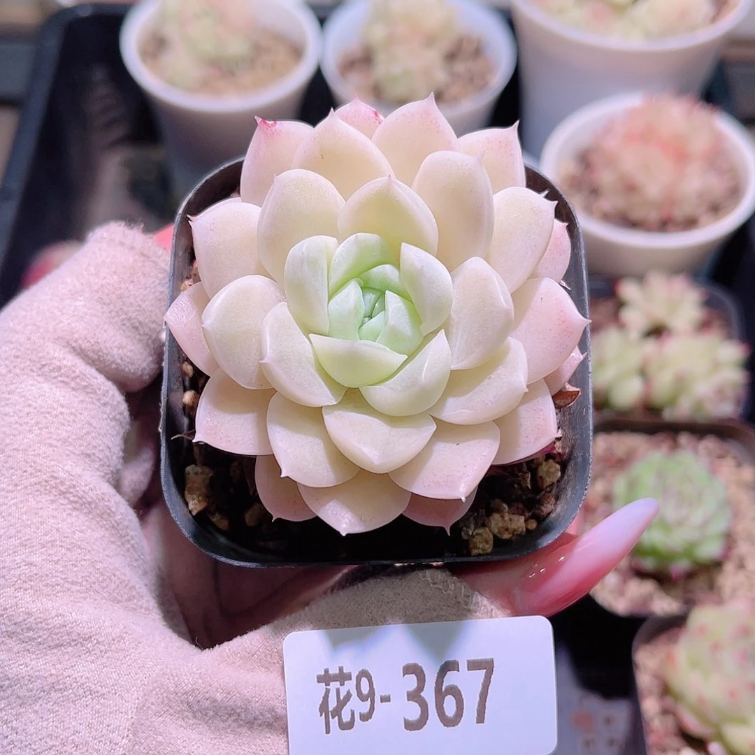 花利美9-367白冰雪
