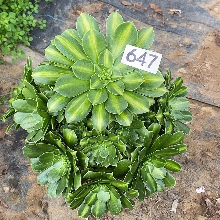 翡翠琉璃647多肉不包断