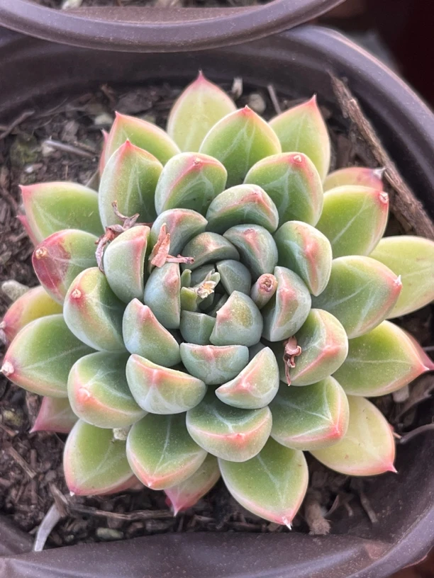 暗纹精控6厘米多肉植物，脱土发货