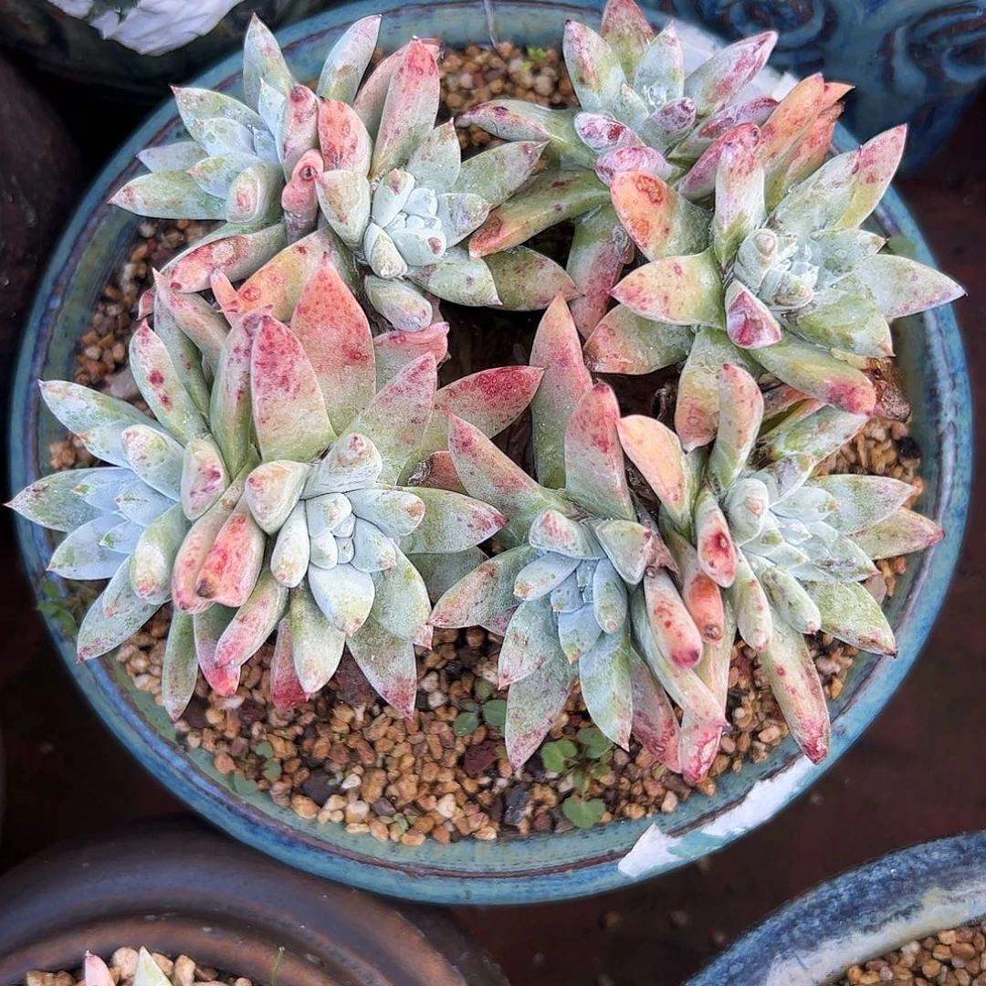 3875白姆仙女杯多肉