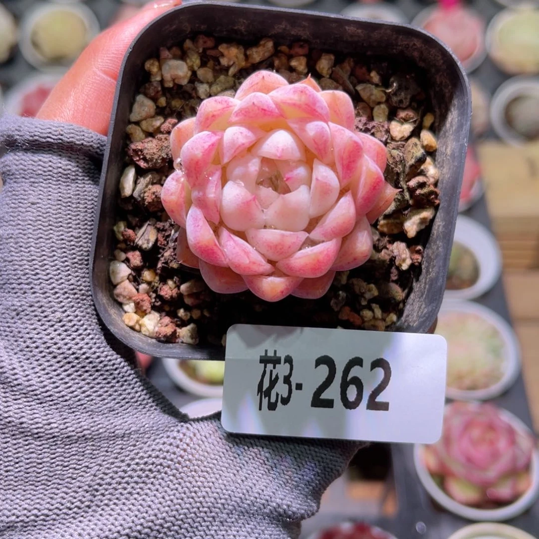 花03-262女王单头