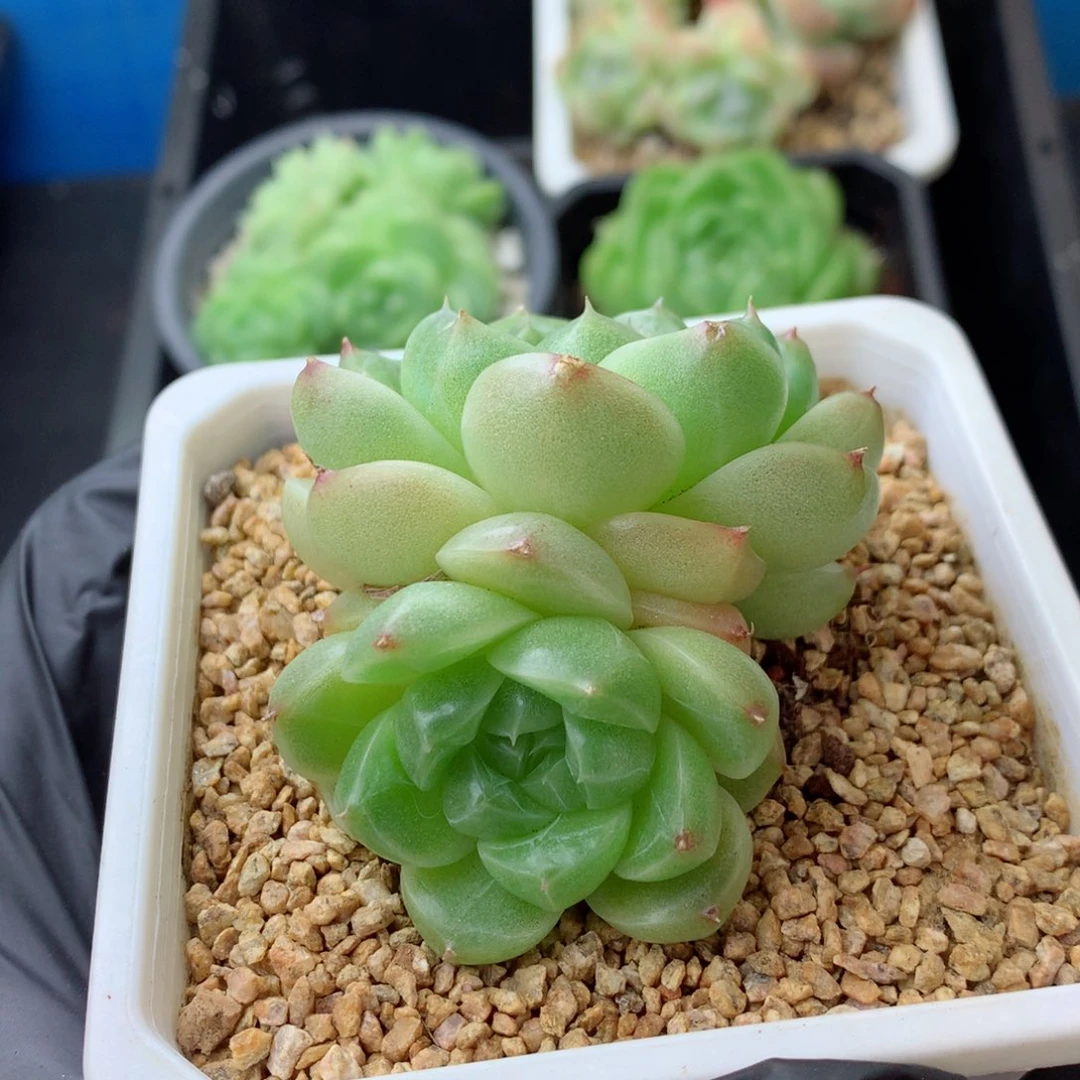 58包邮  群生不包整 114
