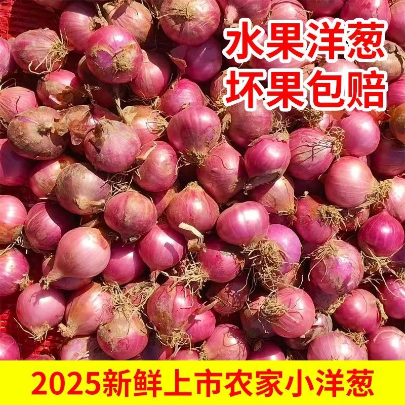 新鲜农家小毛葱小圆葱超小洋葱香葱红葱头珠葱笨毛葱头红葱头商用