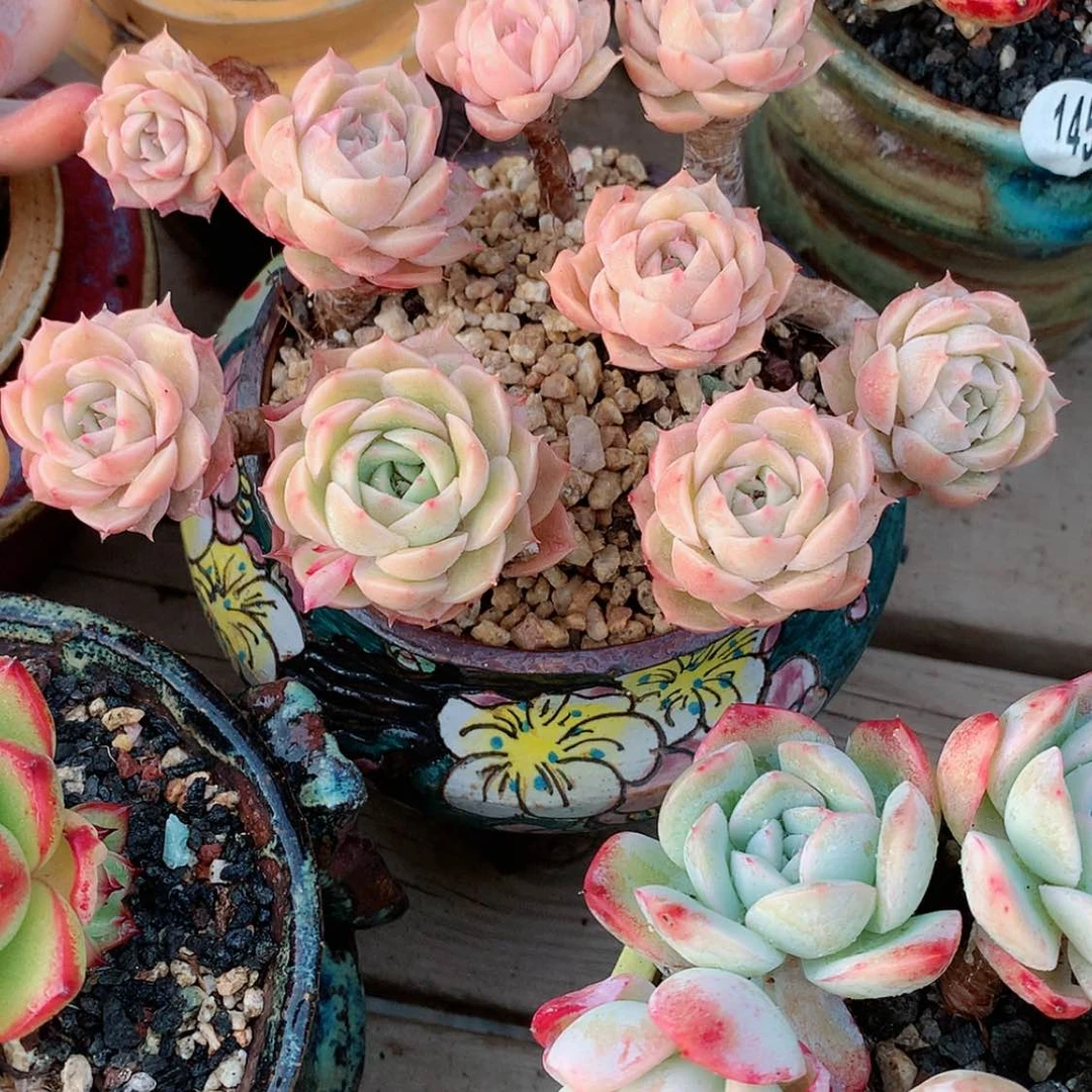 【闪购商品】蕊蕊盎司诺