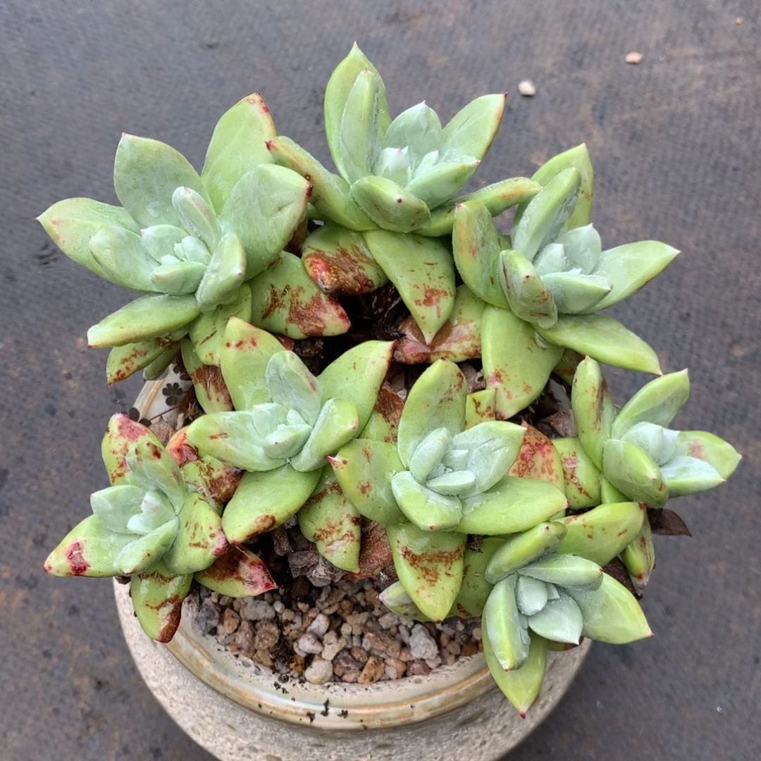 小叶帕翠莎，多肉植物