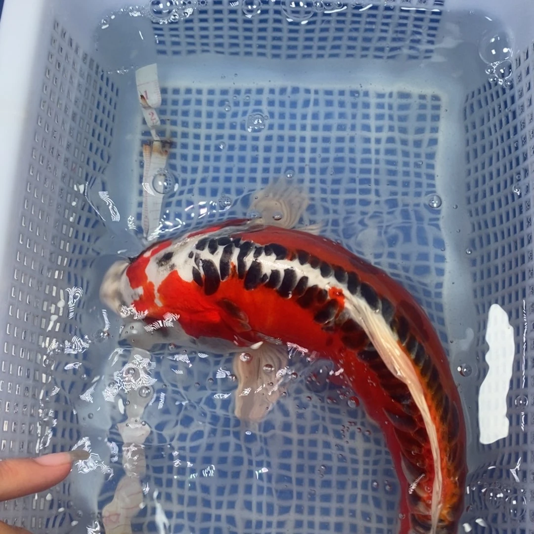 锦鲤冷水锦鲤包邮