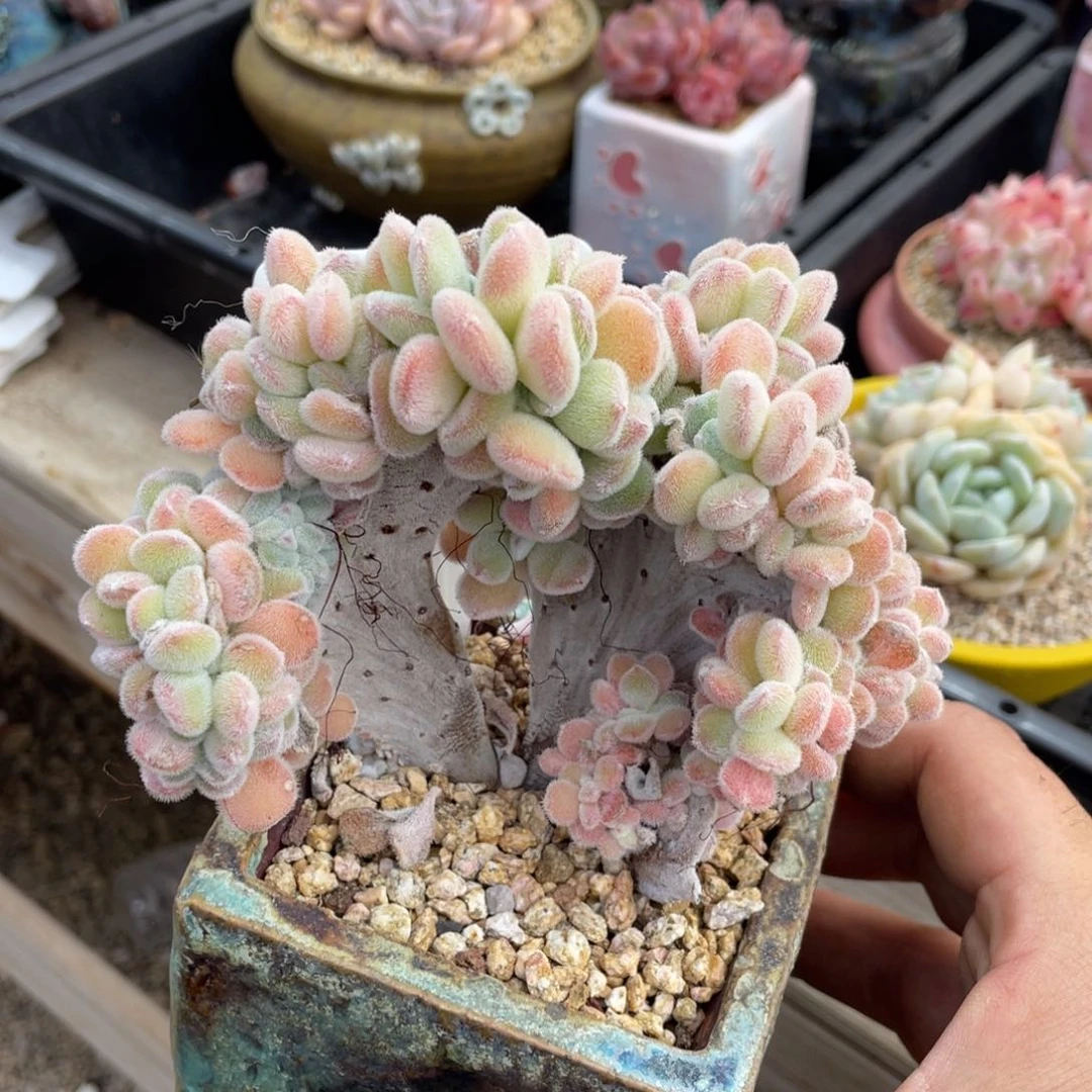 0299雪晃星不带盆13厘米