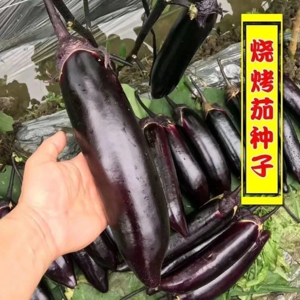 美味烧烤茄种子黑紫色粗茄子种籽春四季盆栽阳台菜园蔬菜种子大全
